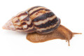 Limicolaria flammea Ghana adult, 6cm, import